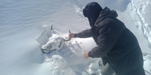 Blizzard relief and rescue mission in Qinghai.jpg