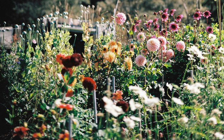 Co__ected_ A Summer at Field of Roses — SOIL AND STEM.jpg