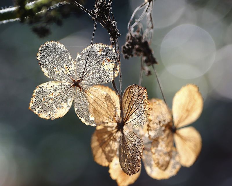 dry hydrangea by Eo NaYa _ 500px (1).jpeg